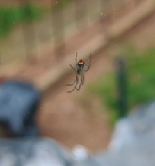 Leucauge