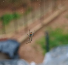 Leucauge