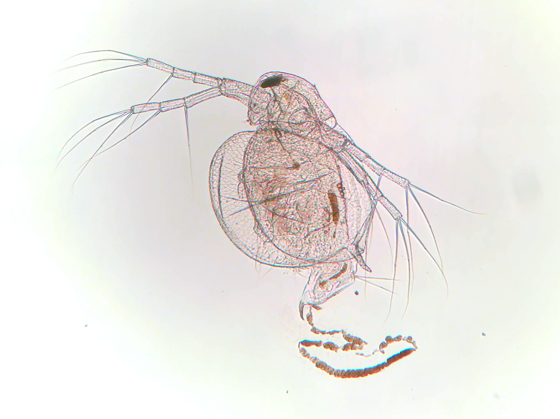 Daphnia ephemeralis (Schwartz & Hebert, 1985)