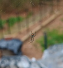 Leucauge