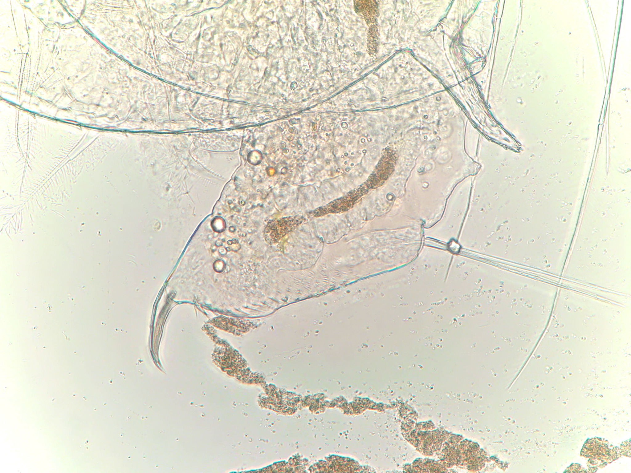 Daphnia ephemeralis (Schwartz & Hebert, 1985)