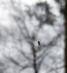 Leucauge