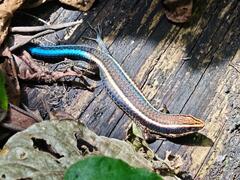 Rio Magdalena Tegu photo 2
