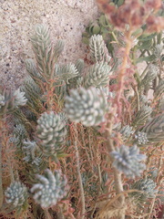 Sedum griseum