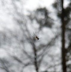 Leucauge