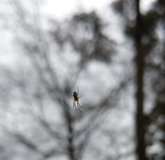 Leucauge