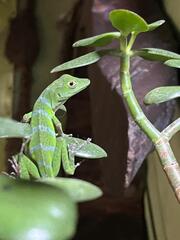 Lemon Anole photo 3