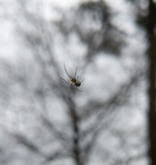 Leucauge