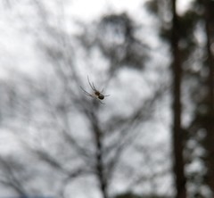Leucauge