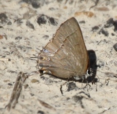 Calycopis isobeon