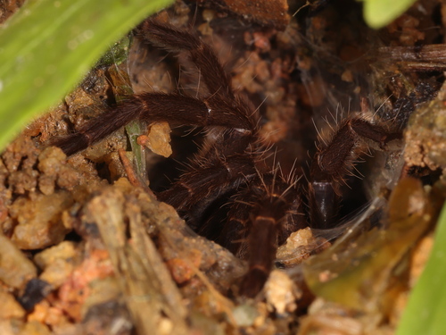 Photo of Singapore Frontdoor Tarantula (Phlogiellus inermis)