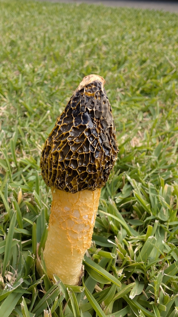 Phallus multicolor · April 2026 · photo: © a_teitzel (iNaturalist, cc-by)