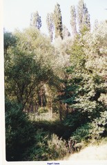 Alnus lusitanica