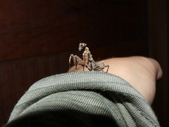 Pseudomiopteryx infuscata