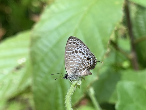 Nacaduba kurava