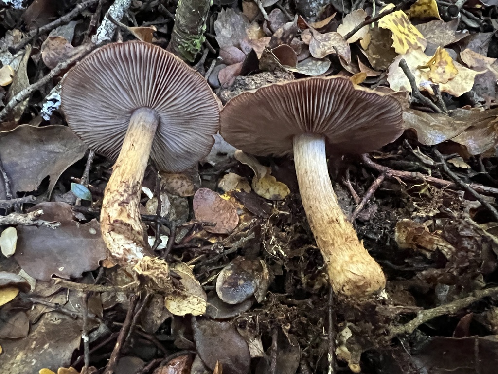 Phlegmacium cupreonatum