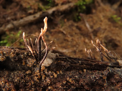 Xylaria hypoxylon