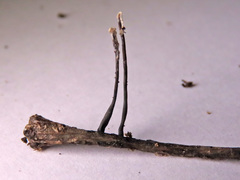 Xylaria filiformis
