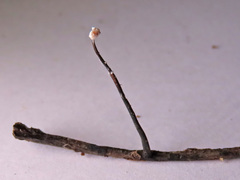 Xylaria filiformis