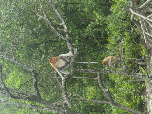 Proboscis Monkey