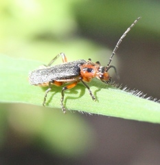 Atalantycha bilineata