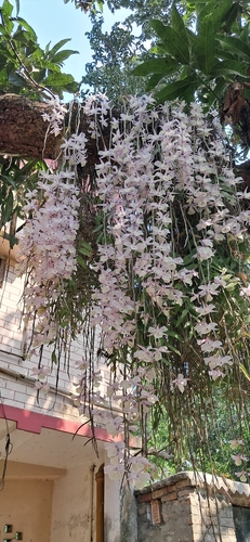 Hooded Orchid (Dendrobium aphyllum)