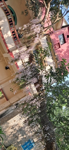 Dendrobium aphyllum
