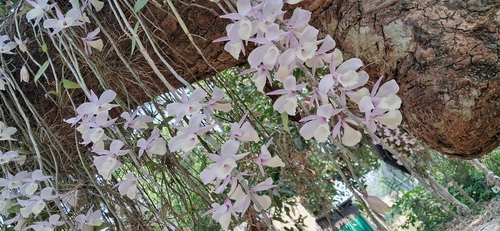Dendrobium aphyllum