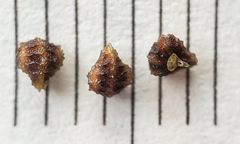 Plagiobothrys canescens