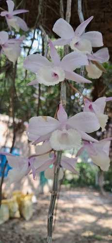 Dendrobium aphyllum