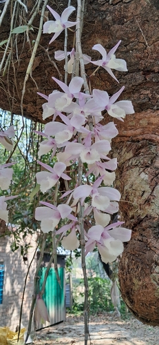 Dendrobium aphyllum