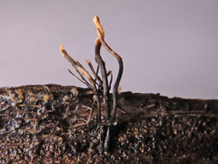 Xylaria hypoxylon