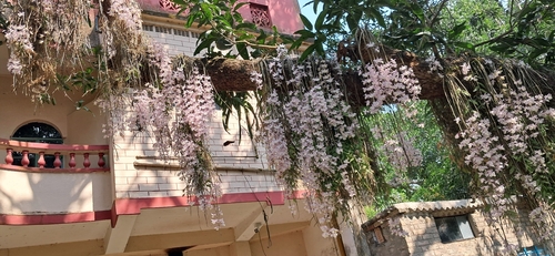 Dendrobium aphyllum