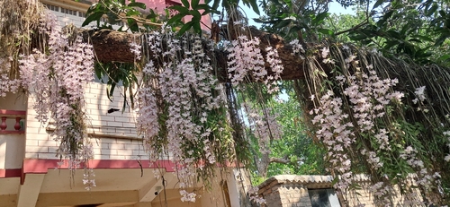 Dendrobium aphyllum