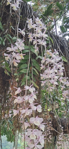 Dendrobium aphyllum