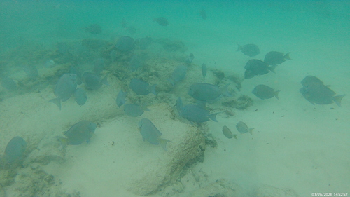 Acanthurus coeruleus