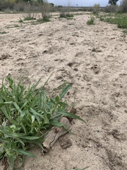 Lithobates yavapaiensis