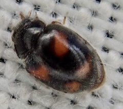 Nephus quadrimaculatus
