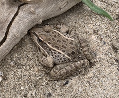 Lithobates yavapaiensis