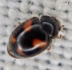 Nephus quadrimaculatus