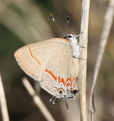 Calycopis isobeon