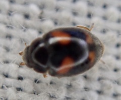 Nephus quadrimaculatus