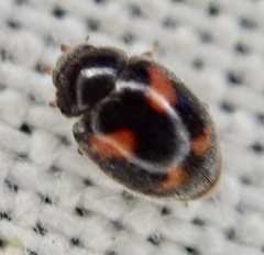 Nephus quadrimaculatus