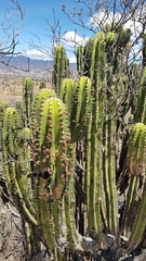 Myrtillocactus schenckii