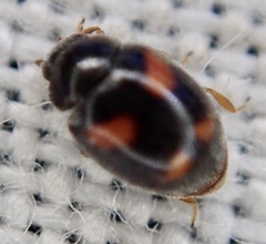 Nephus quadrimaculatus