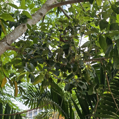 Macrosolen cochinchinensis observed 2026-04-02