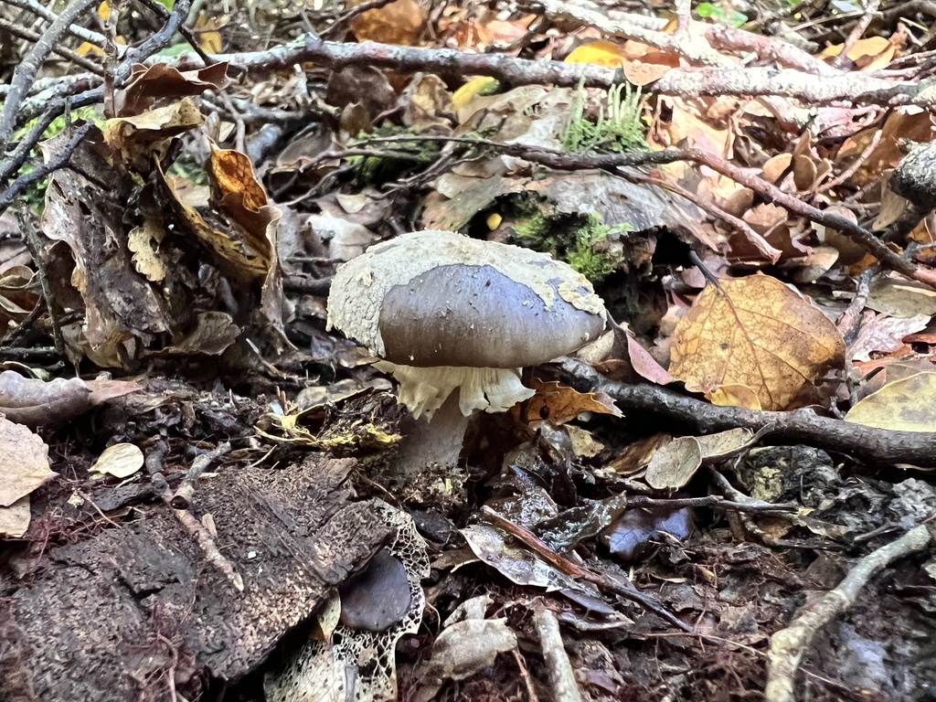 Amanita nothofagi · April 2026 · photo: © davidorlovich (iNaturalist, cc-by)