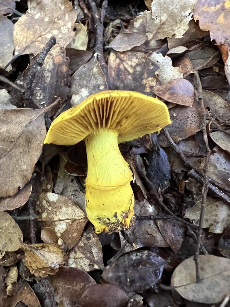 Cortinarius canarius · April 2026 · photo: © davidorlovich (iNaturalist, cc-by)