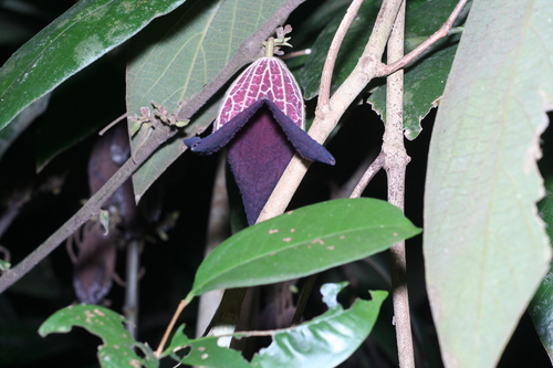 Thottea grandiflora observed 2026-04-01