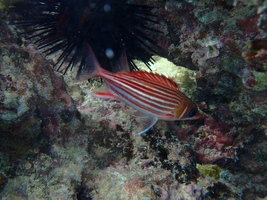 Kleinbek-eekhoornvis (Sargocentron microstoma) — Holocentridae